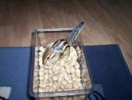 Angehngtes Bild: Charly.JPG