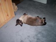 Angehngtes Bild: Anemone_1.JPG