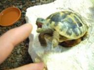 Angeh�ngtes Bild: 02_Schildi_30.03.03.jpg