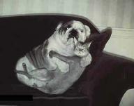 Angeh�ngtes Bild: Hund_Katze.jpg