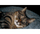 Angeh�ngtes Bild: Tiger_Wandlung.gif