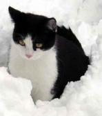 Angehngtes Bild: katzeimschnee.JPG