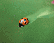 Angehngtes Bild: Ladybuggif.gif