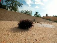 Angehngtes Bild: Seeigel.jpg