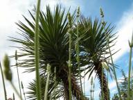 Angehngtes Bild: Palmen.jpg