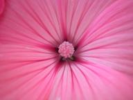 Angehngtes Bild: rosa_Blte.jpg