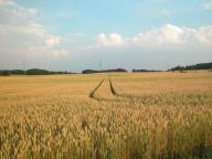 Angehngtes Bild: longhorn_like.jpg