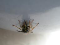 Angehngtes Bild: fluggert.jpg