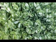 Angehngtes Bild: DSCN0681.jpg