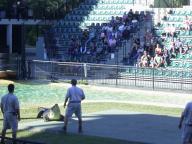 Angeh�ngtes Bild: australia_zoo_crocshow.jpg