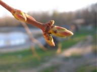 Angeh�ngtes Bild: Spring_by_Flauchhaus.jpg