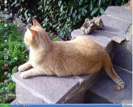 Angeh�ngtes Bild: K800_K1024_desktopII.JPG