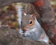 Angehngtes Bild: Squirrel_in_Trees.jpg