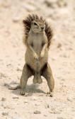 Angeh�ngtes Bild: Igel.jpg